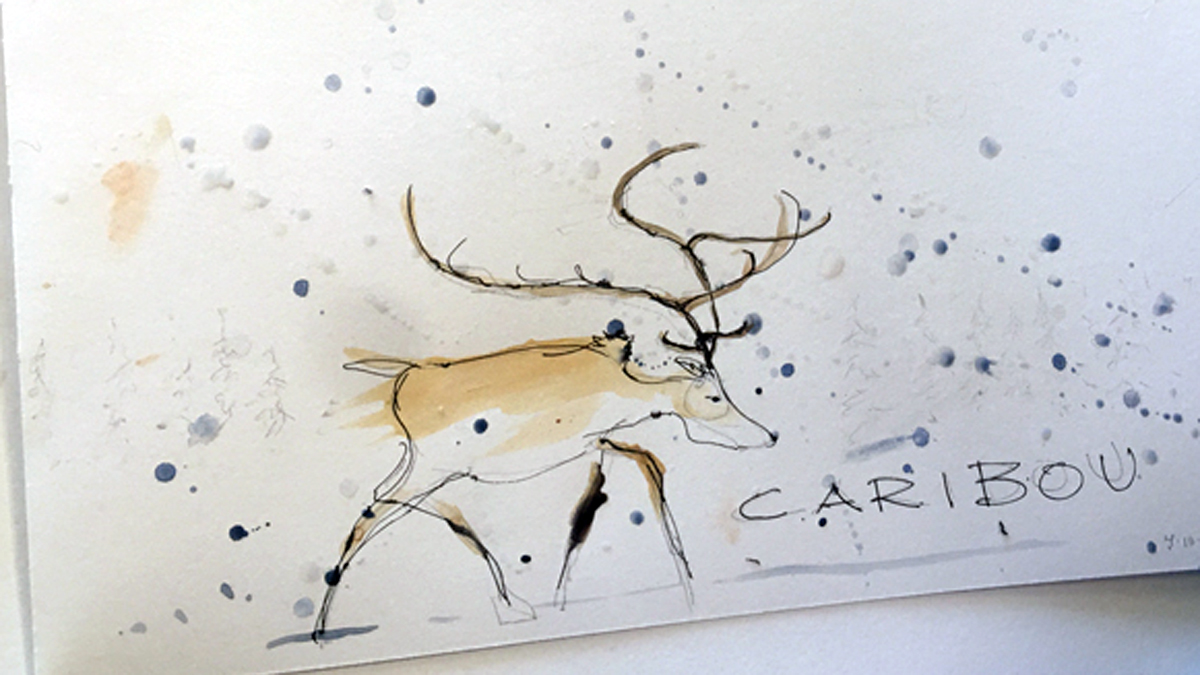 caribou sketch